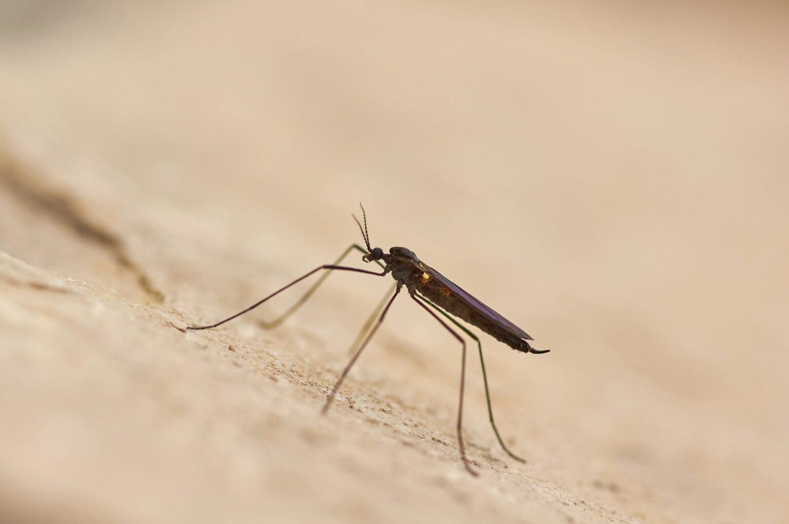A close up of a mosquito on a wall